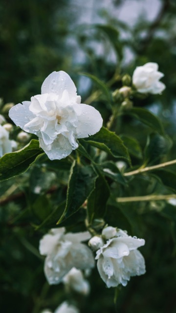 Jasmin